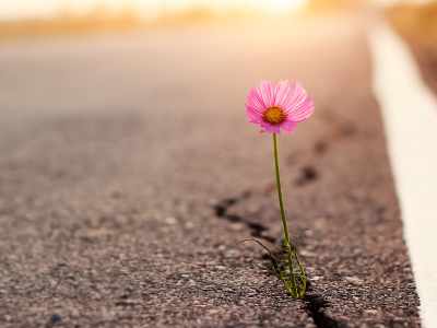 Daisy flower growing in a roadway crack