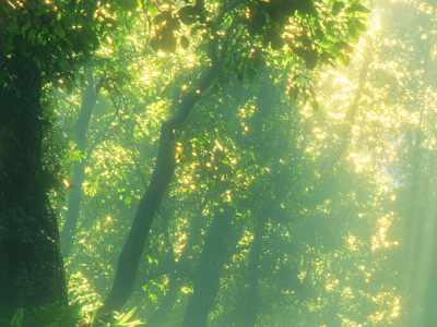 Natural light filtered through trees